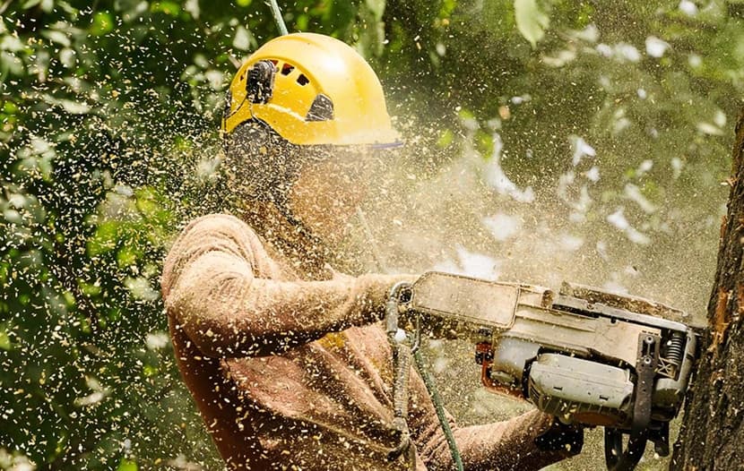 Arborist worker trimming trees near power lines