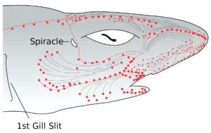 Shark head diagram