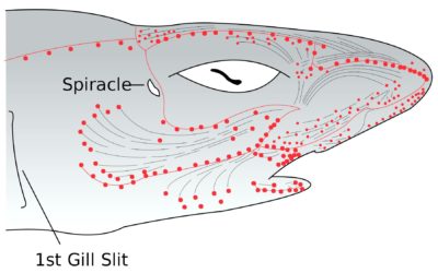 Shark-Like Approach to Safety: The “Sixth-Sense” for Electrical Detection